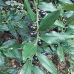 Sarcococca ruscifolia Foglia