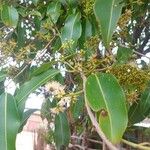 Syzygium cumini Flower