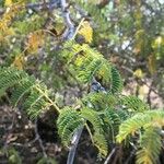 Albizia harveyi 葉