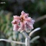 Matthiola fruticulosa Flor