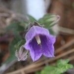 Campanula pelviformis Corteza