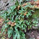 Asplenium scolopendrium ᱥᱟᱠᱟᱢ