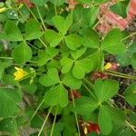 Oxalis dillenii Blatt