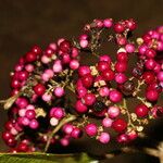 Callicarpa acuminata Plod