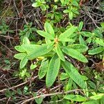 Rhododendron groenlandicum Liść