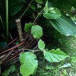 Corylus cornuta Beste bat