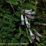 Vicia aphylla