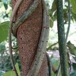 Tinospora crispa Corteza