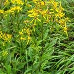 Senecio ovatus Blüte