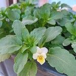 Viola tricolor Кветка