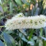 Cunonia capensis Fleur