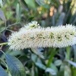 Cunonia capensis Blomma