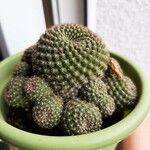 Rebutia minuscula Habit