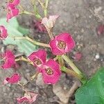 Euphorbia hislopii Flower