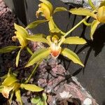 Cymbidium lowianum Květ