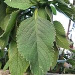 Plectranthus barbatus Leaf