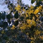 Acacia podalyriifolia Hoja