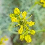 Ruta angustifolia Flower