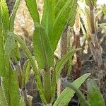 Stachys palustris Leaf