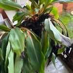 Chlorophytum orchidastrum Leaf