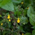 Calceolaria mexicana Flower