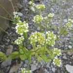 Valeriana woodsiana Květ