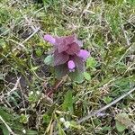 Lamium purpureum Blomst