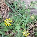 Hippocrepis comosa Alkat (teljes növény)