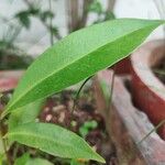 Backhousia citriodora Leaf