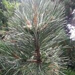 Pinus nigra Blatt
