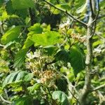 Crataegus mollis Leaf