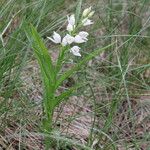 Cephalanthera longifoliaFlower