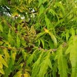 Rhus glabra Hoja