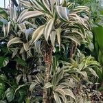 Dracaena fragrans List