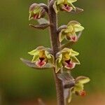 Epipactis kleinii Flor