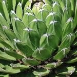 Agave victoriae-reginae Ліст