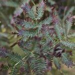 Acacia baileyana Hostoa