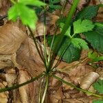 Ranunculus hispidus Leaf