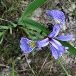 Iris versicolor Kukka