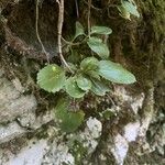 Kalanchoe densifloraFolha