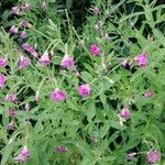 Epilobium hirsutum Feuille