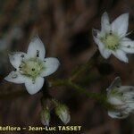 Sedum monregalense Blomma