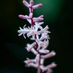 Cordyline fruticosa Flower