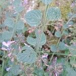 Clinopodium grandiflorum Blatt