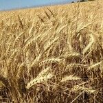 Triticum turgidum Fruto