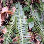 Blechnum spicant Leaf