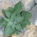 Campanula petraea 形態