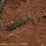 Lathyrus setifolius Habit