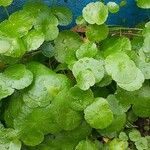 Hydrocotyle leucocephala Leaf