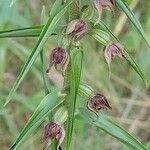 Epipactis helleborine ᱡᱚ